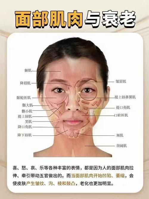 面部各部位的名称图解_面部轮廓形成与肌肉穴位分布解析 面部各部位的名称图解_面部轮廓形成与肌肉穴位分布解析